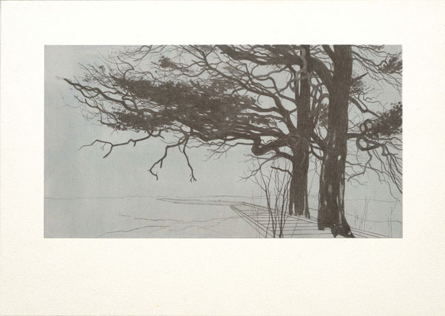 Into Ettrick 1 (Scots Pine, Boardwalk)